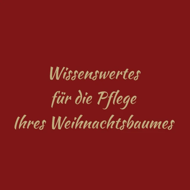 Sorgen Sie dafür, dass Ihr Weihnachtsbaum immer genügend zu trinken hat.
Eine gute Bewässerung verlängert die Haltbarkeit Ihres Baumes, deshalb sollten Sie ihn regelmässig giessen. Verwenden Sie nur kühles Leitungs - oder Regenwasser ohne Zusätze oder Zucker.
Ein weiterer Vorteil des gewässerten Baumes ist, dass er nicht so leicht brennt. Besonders wichtig, wenn Sie echte Kerzen verwenden.